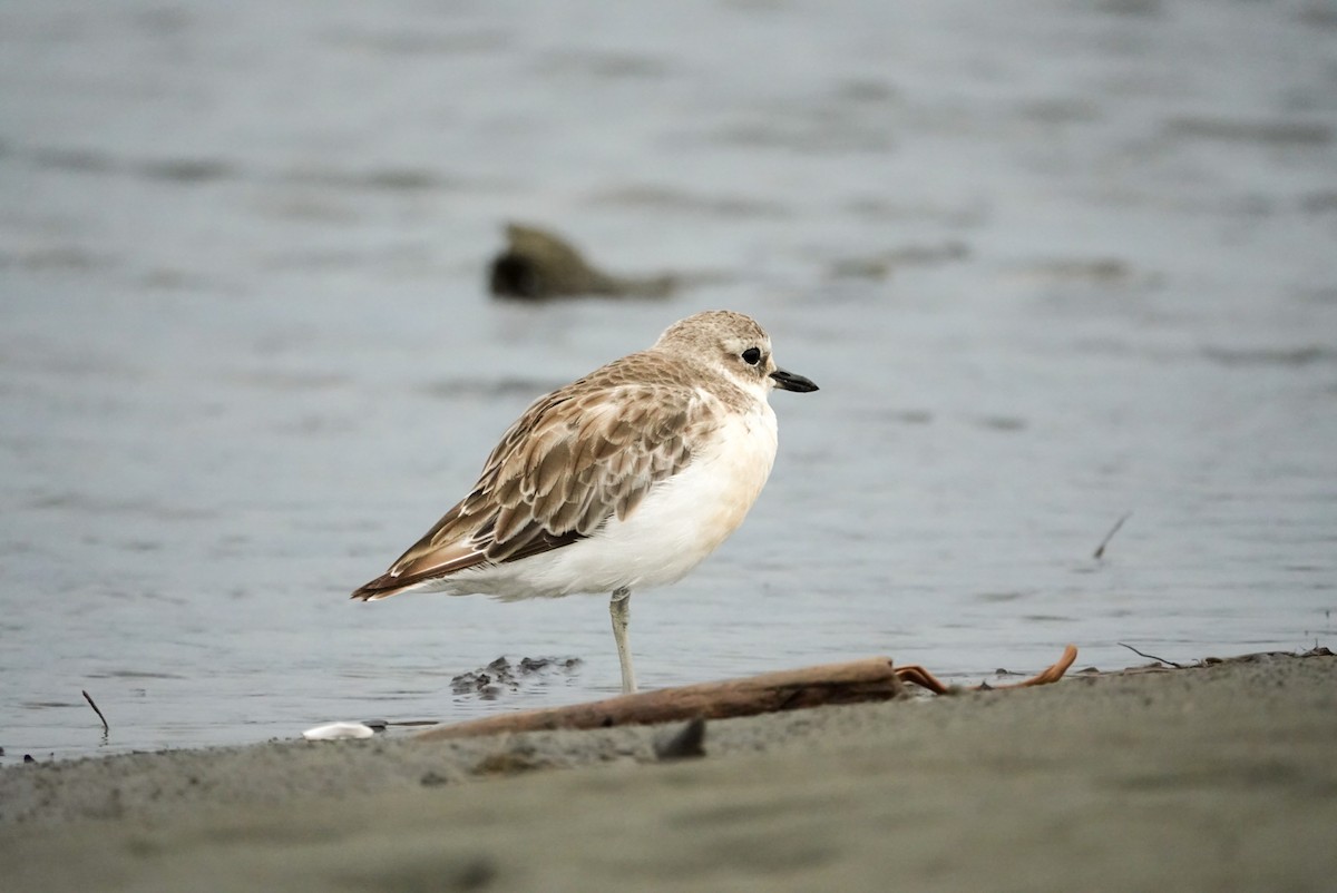 Red-breasted Dotterel (Northern) - ML615151375