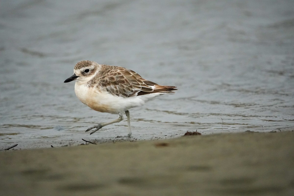 Red-breasted Dotterel (Northern) - ML615151377