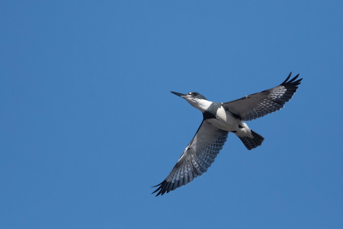 Belted Kingfisher - ML615151405