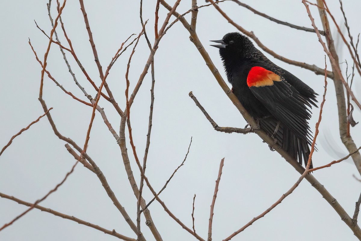 Red-winged Blackbird - ML615151429