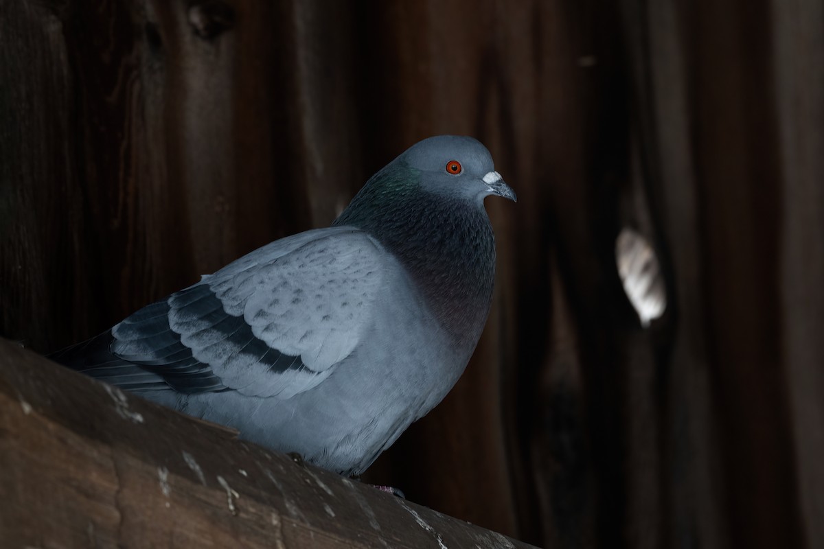 Rock Pigeon (Feral Pigeon) - ML615151454