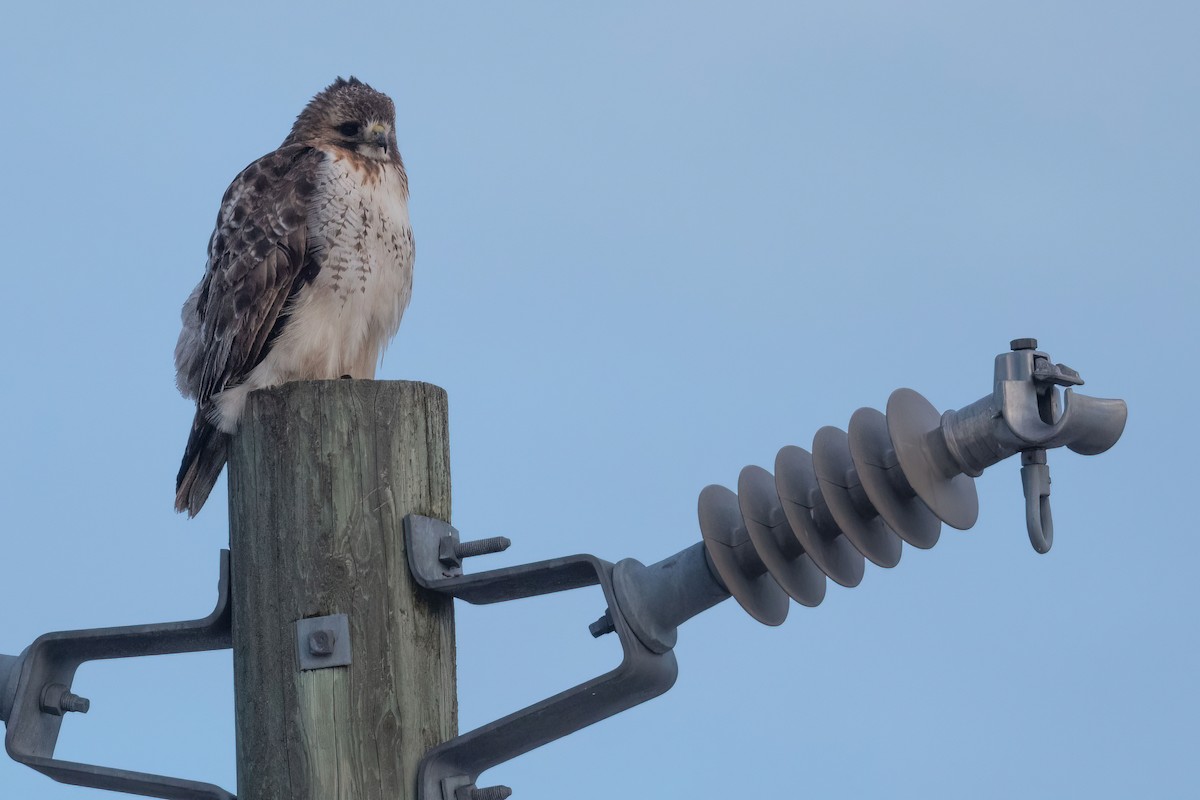 Red-tailed Hawk - ML615151460
