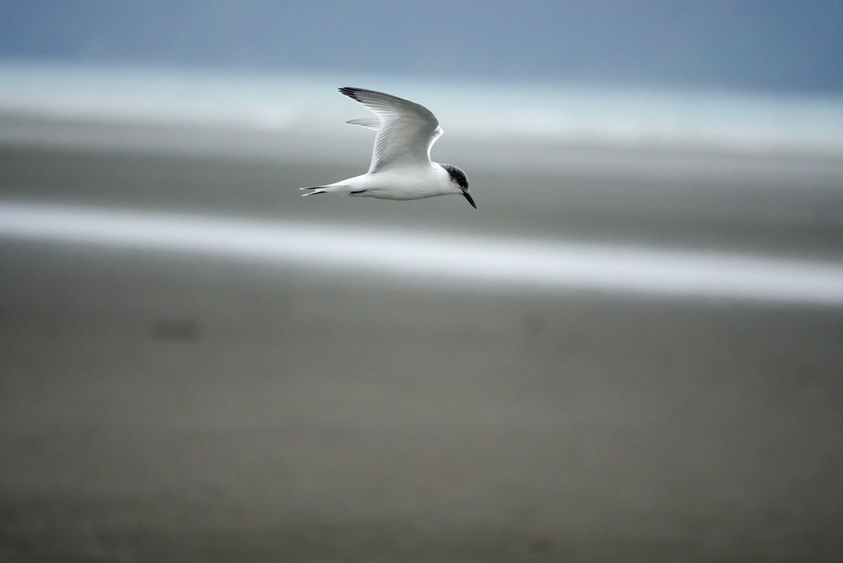 White-fronted Tern - ML615151519