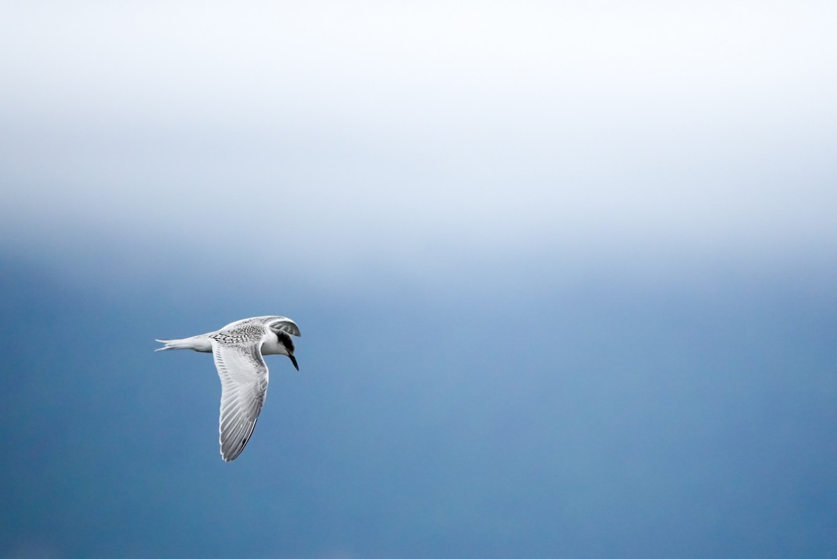 White-fronted Tern - ML615151522