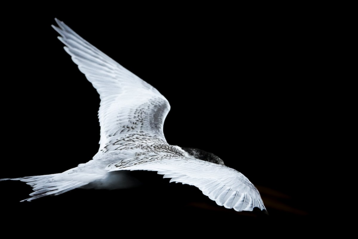 White-fronted Tern - ML615151524