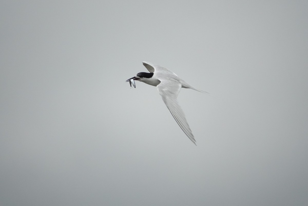 White-fronted Tern - ML615151526
