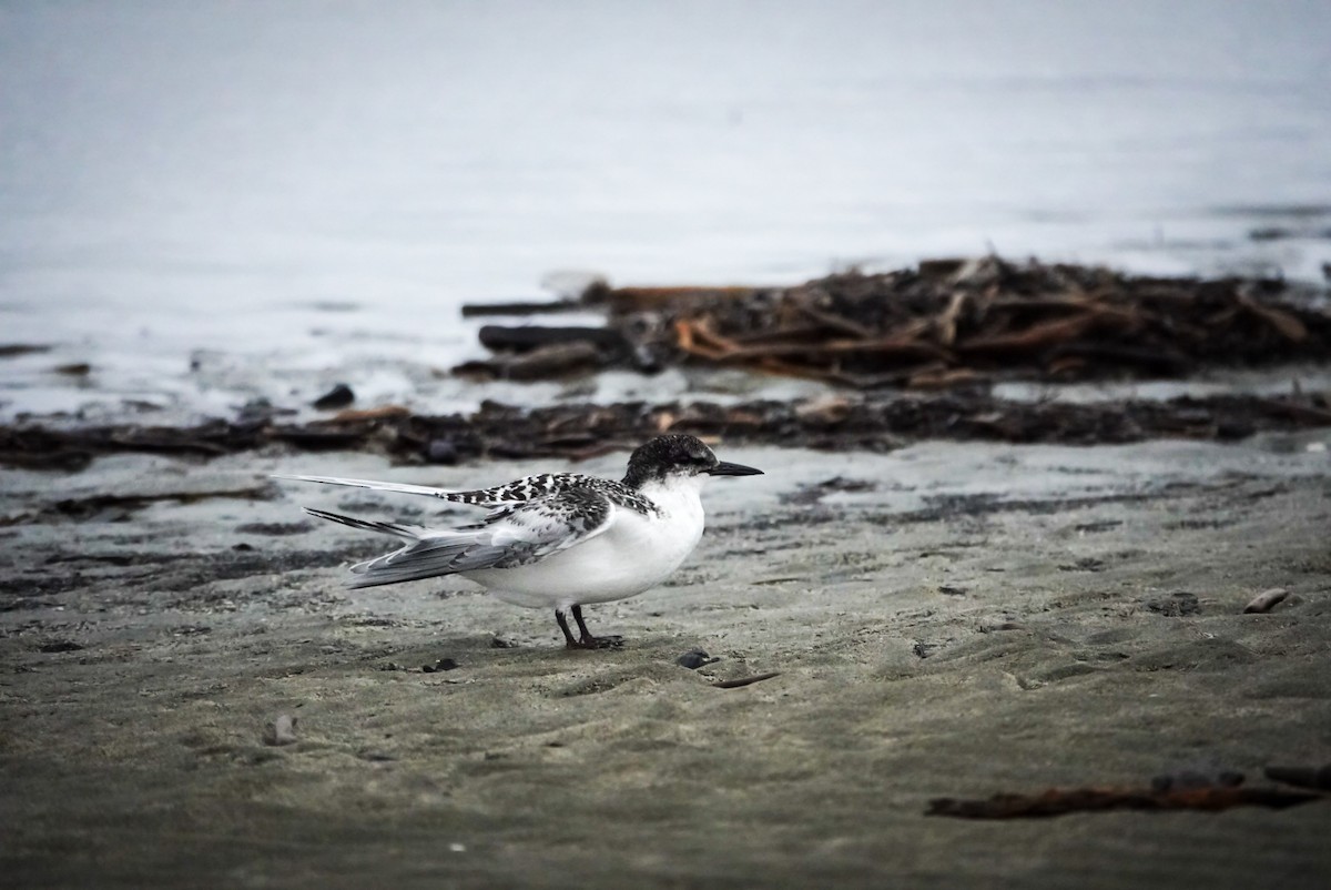 White-fronted Tern - ML615151528