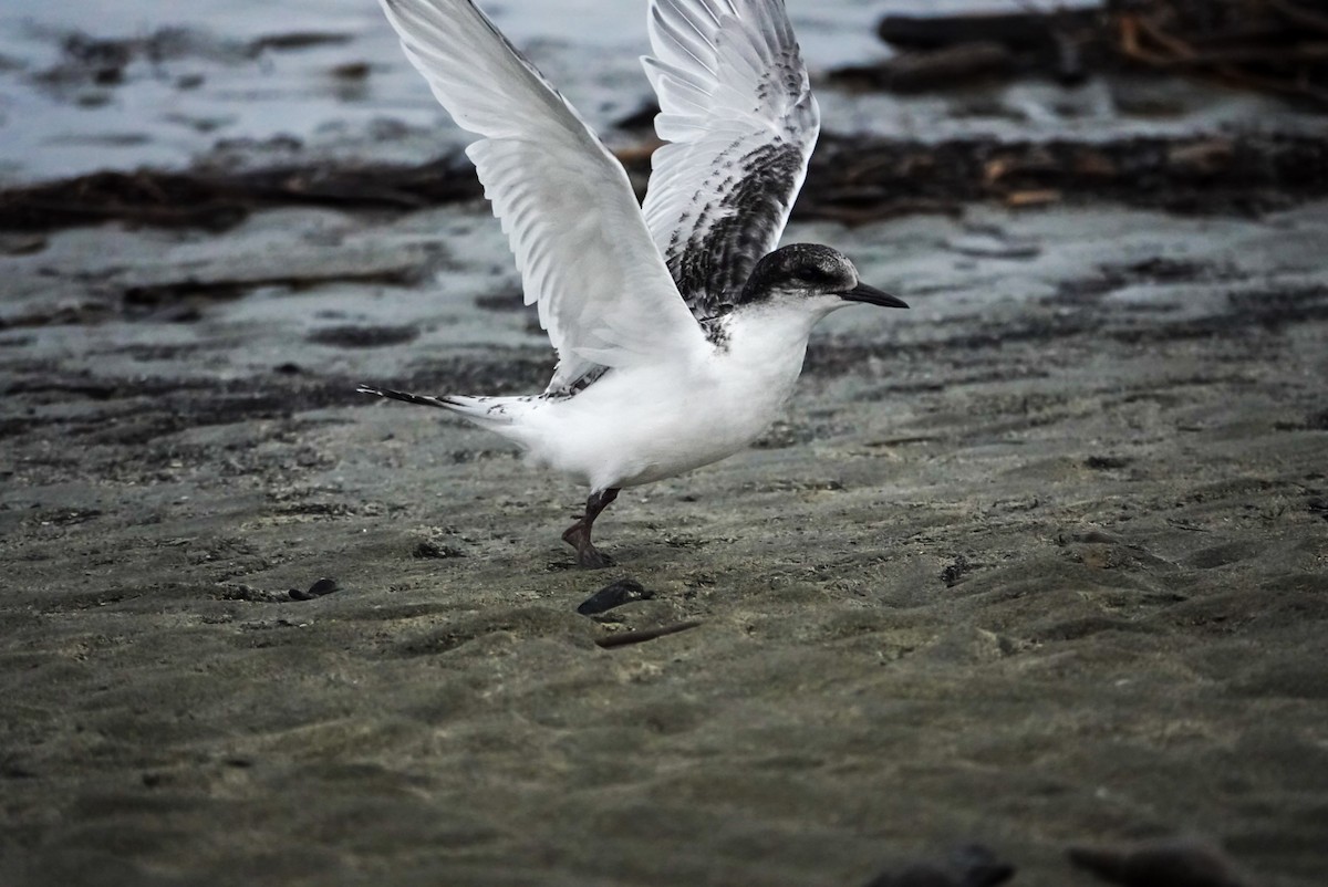 White-fronted Tern - Alfie Benbow