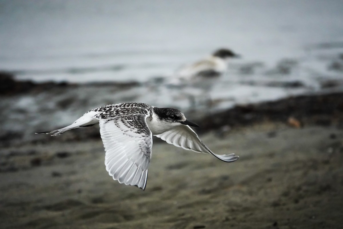 White-fronted Tern - ML615151531