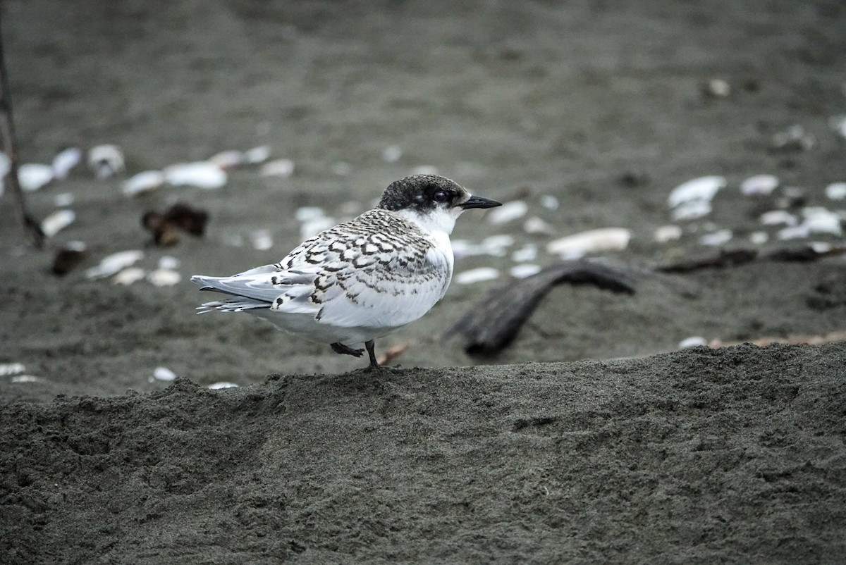 White-fronted Tern - ML615151533