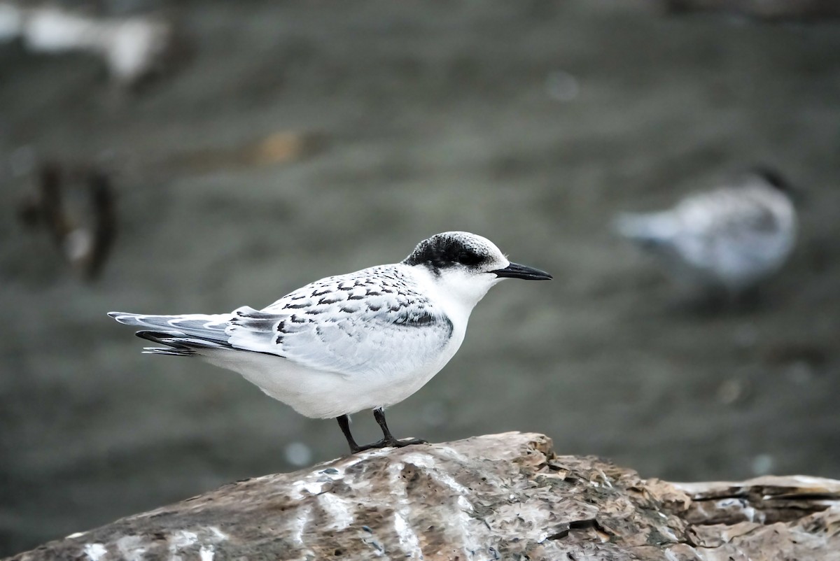 White-fronted Tern - ML615151534