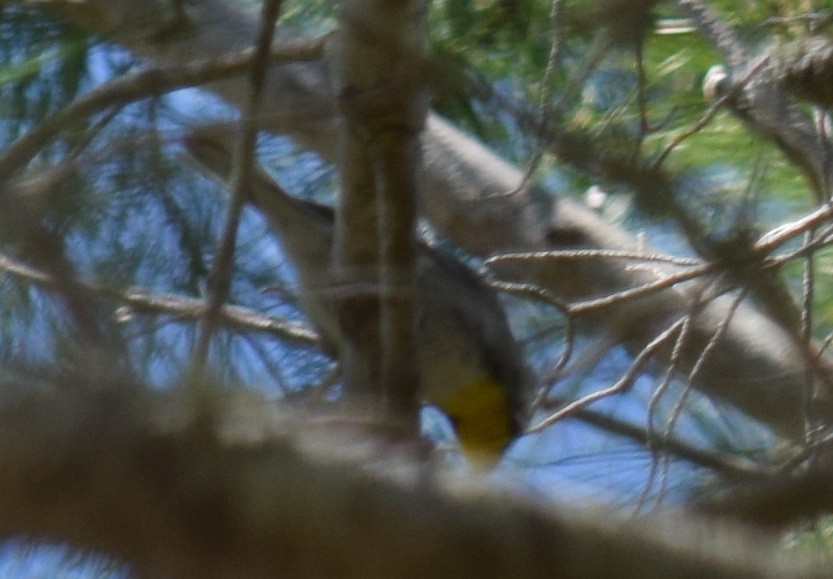 Yellow-rumped Warbler - ML615151551