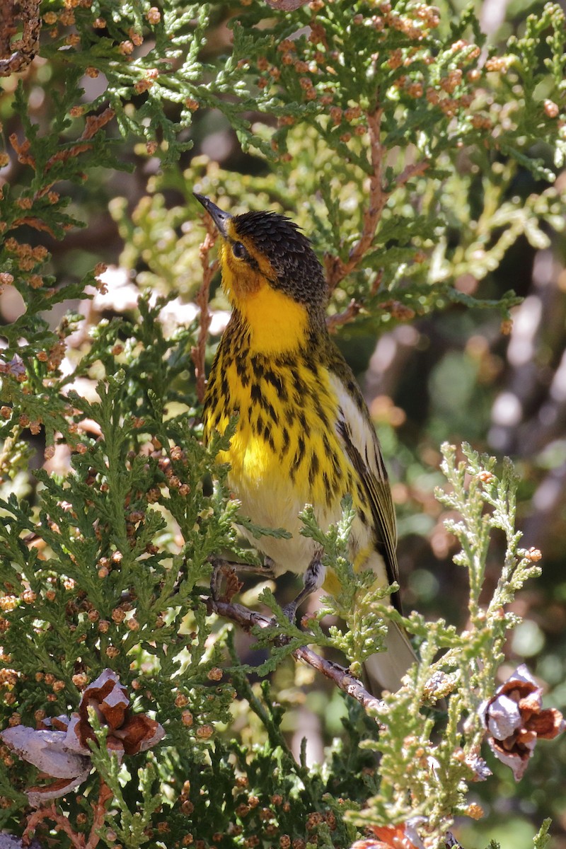 Cape May Warbler - ML615151556