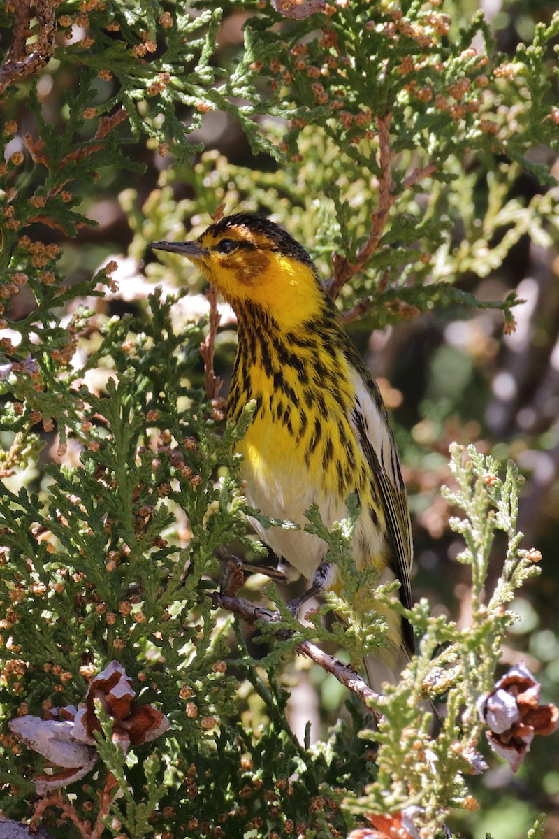 Cape May Warbler - ML615151561