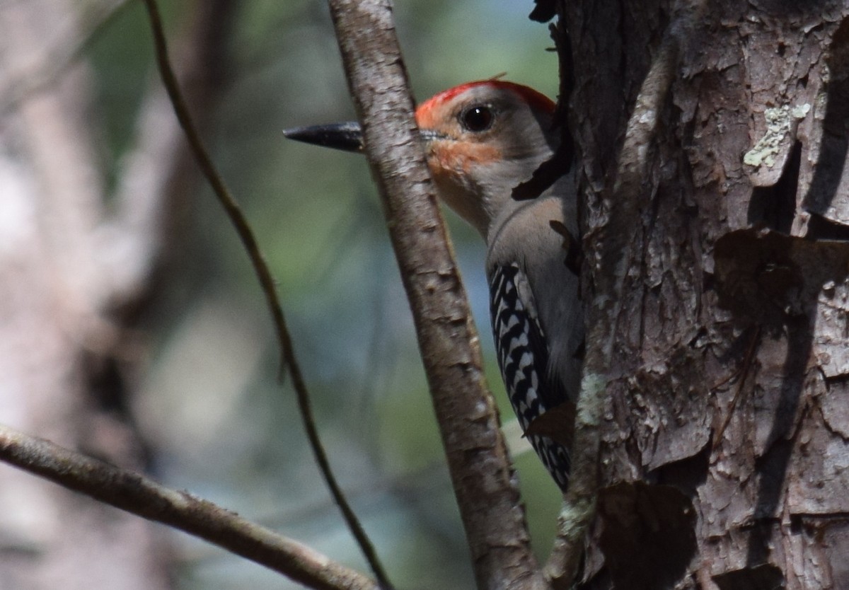 Red-bellied Woodpecker - ML615151569