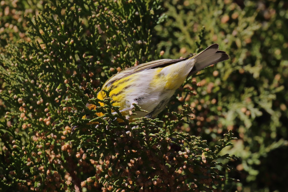 Cape May Warbler - ML615151573