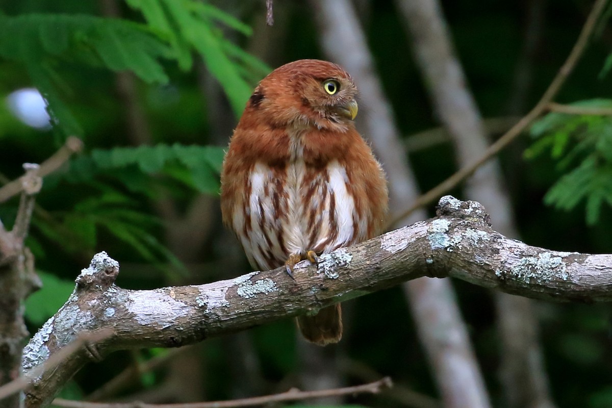Peruvian Pygmy-Owl - ML615151756