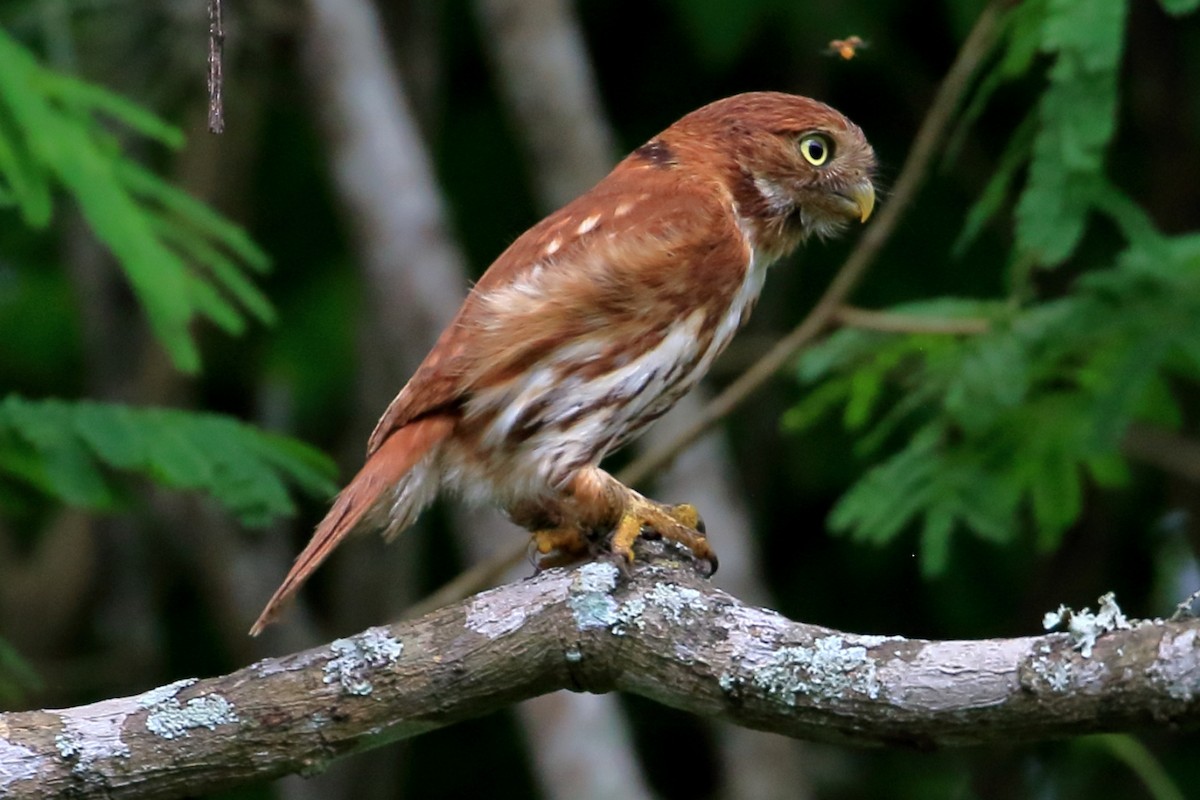 Peruvian Pygmy-Owl - ML615151757