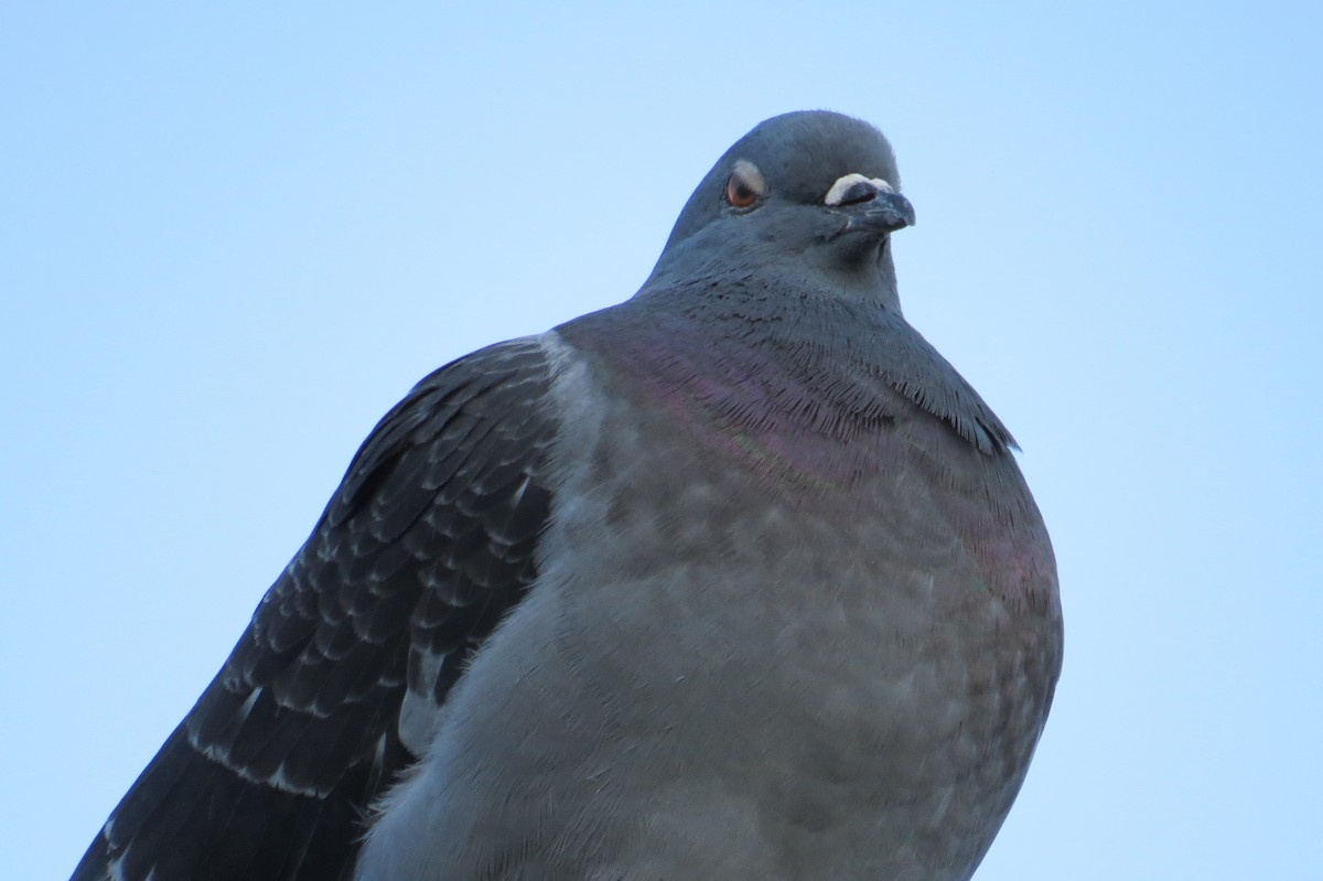 Rock Pigeon (Feral Pigeon) - ML615151863