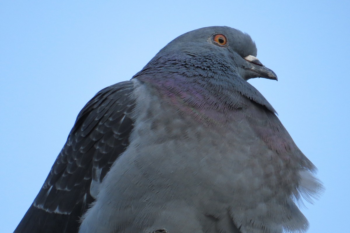 Rock Pigeon (Feral Pigeon) - ML615151873