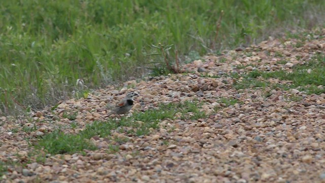 Thick-billed Longspur - ML615151913