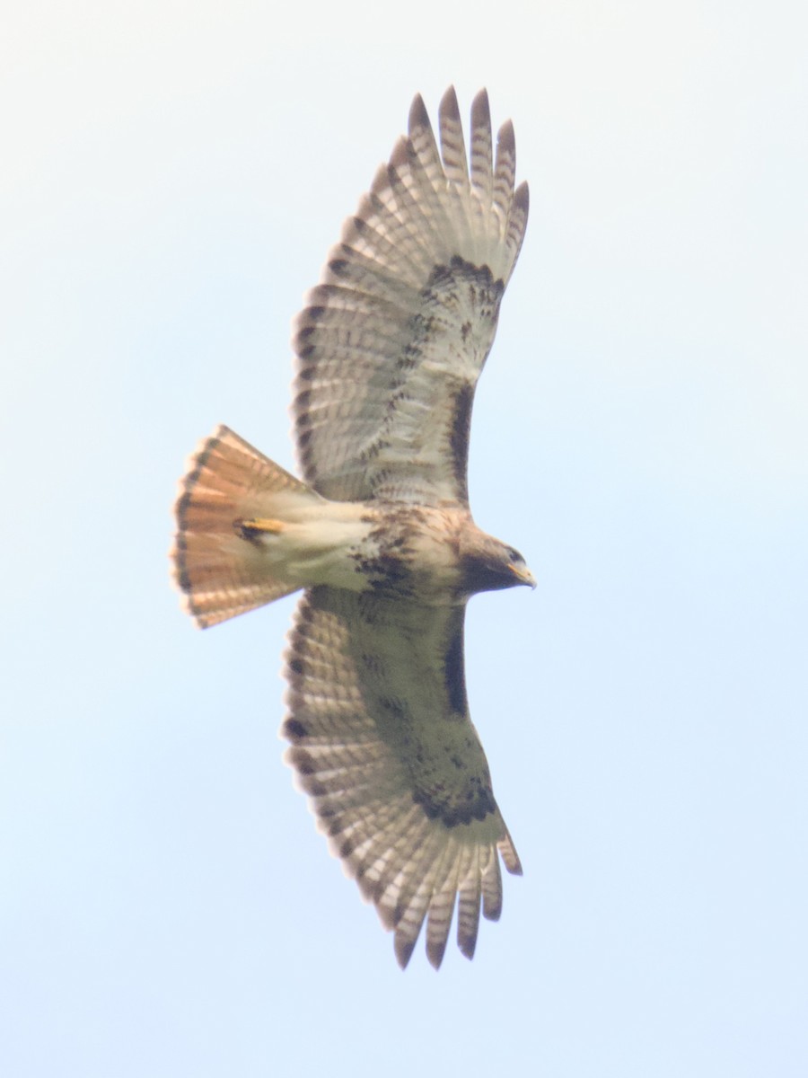 Red-tailed Hawk (jamaicensis) - A Branch