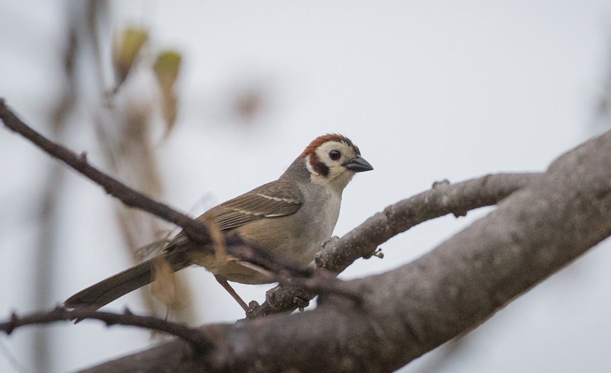 White-faced Ground-Sparrow - ML61515201