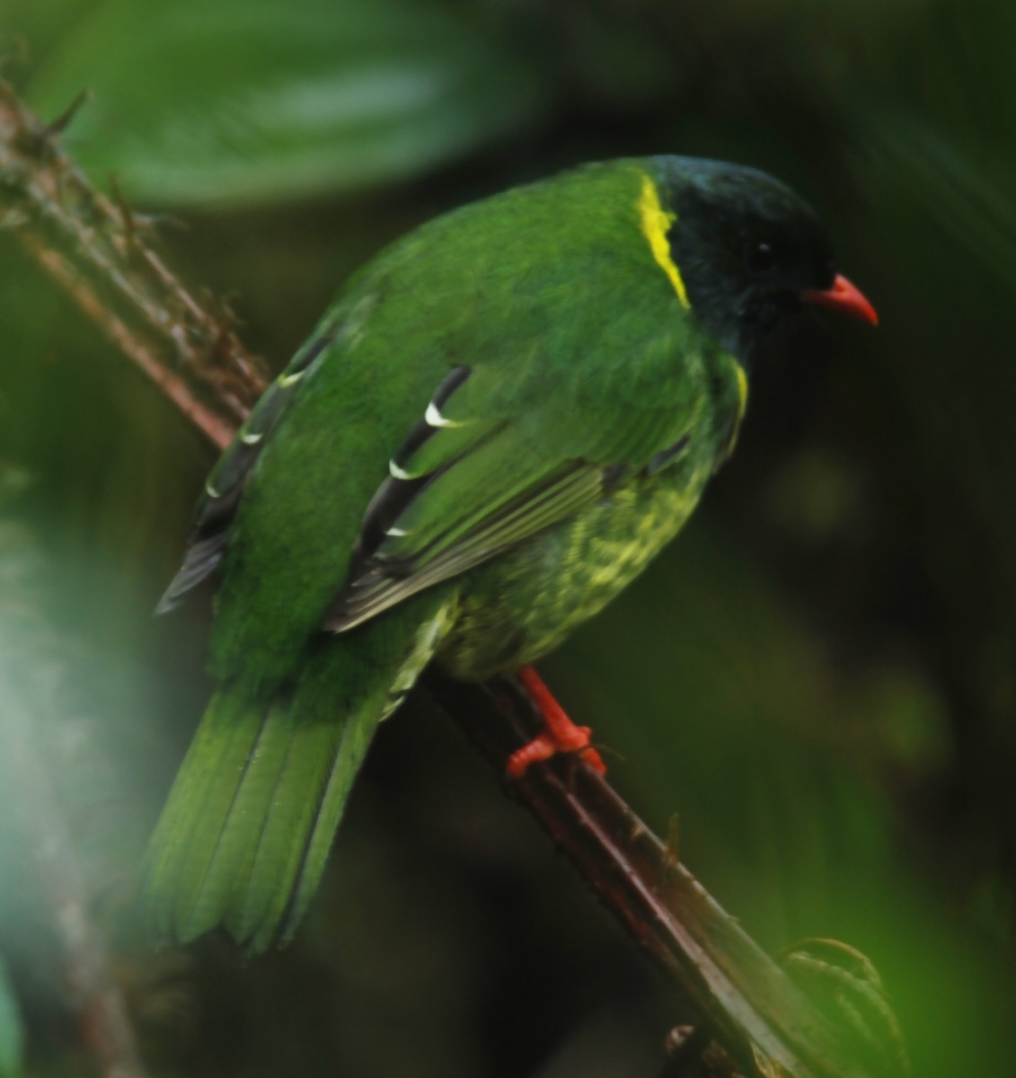 Green-and-black Fruiteater - ML615152068