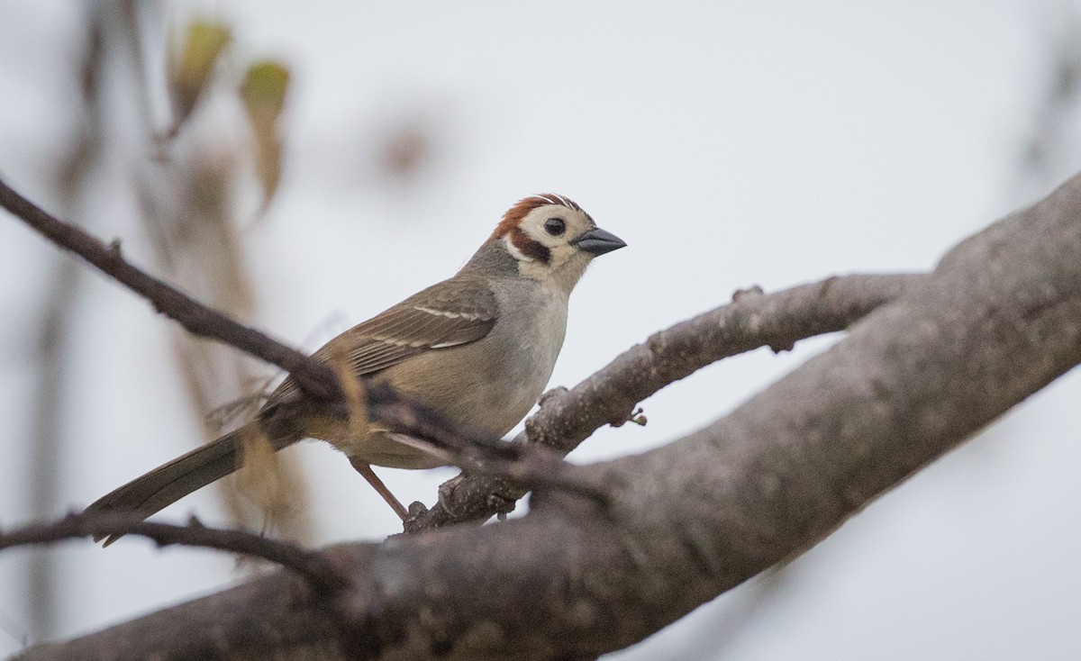 White-faced Ground-Sparrow - ML61515211