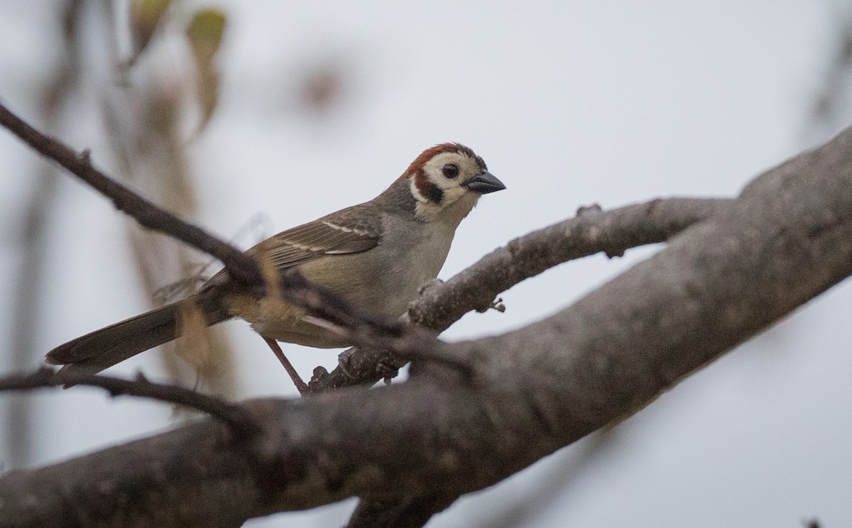 White-faced Ground-Sparrow - Ian Davies