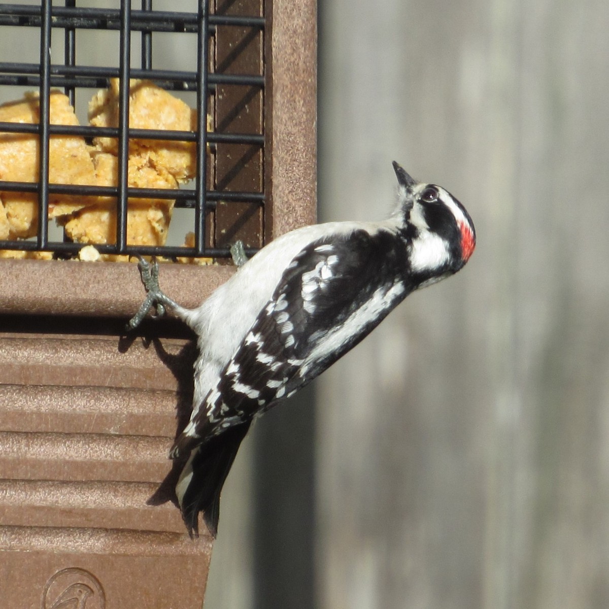 Downy Woodpecker - ML615152212