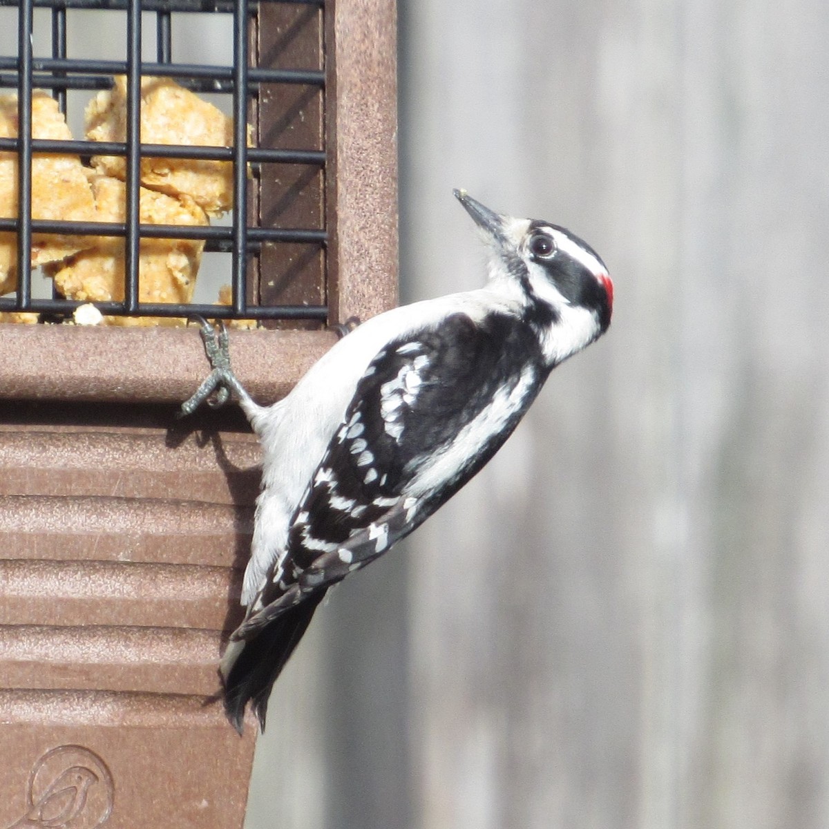 Downy Woodpecker - ML615152214