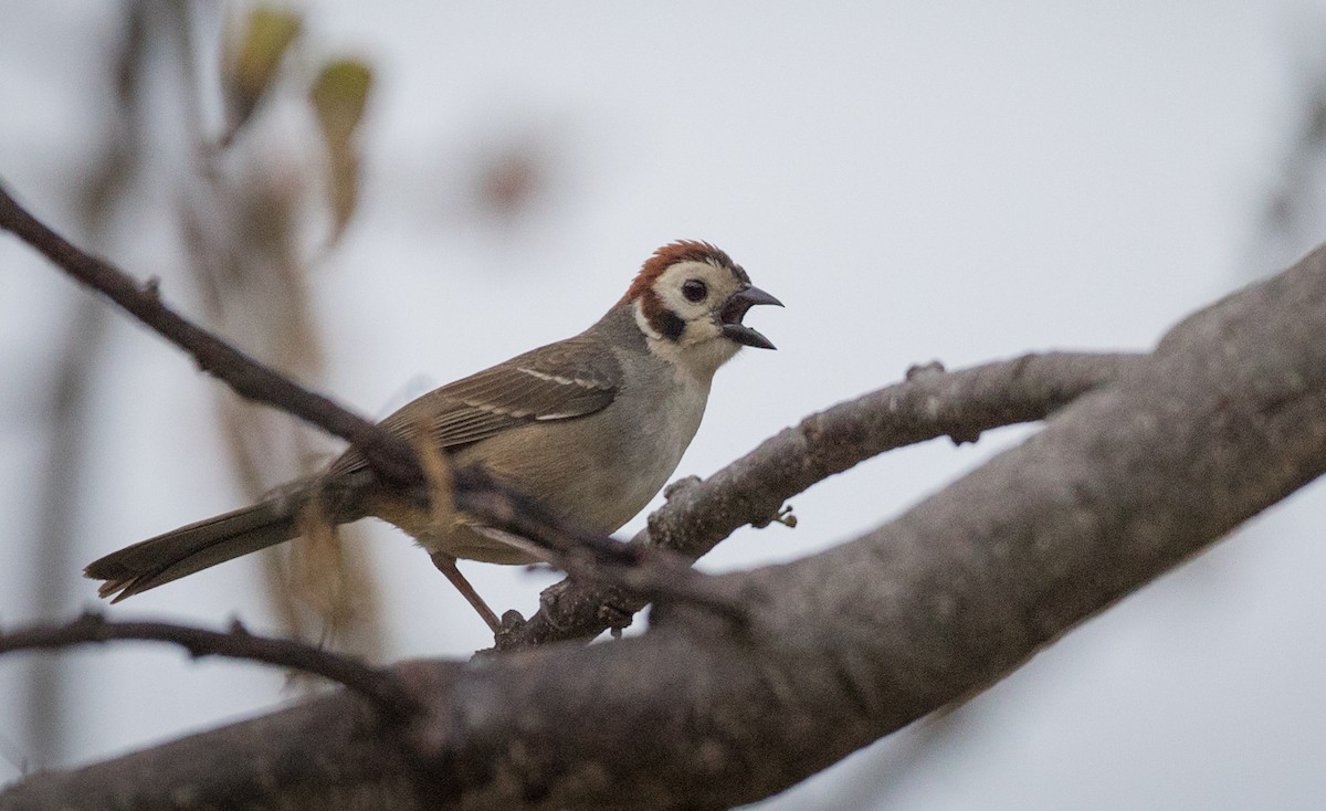 White-faced Ground-Sparrow - ML61515231