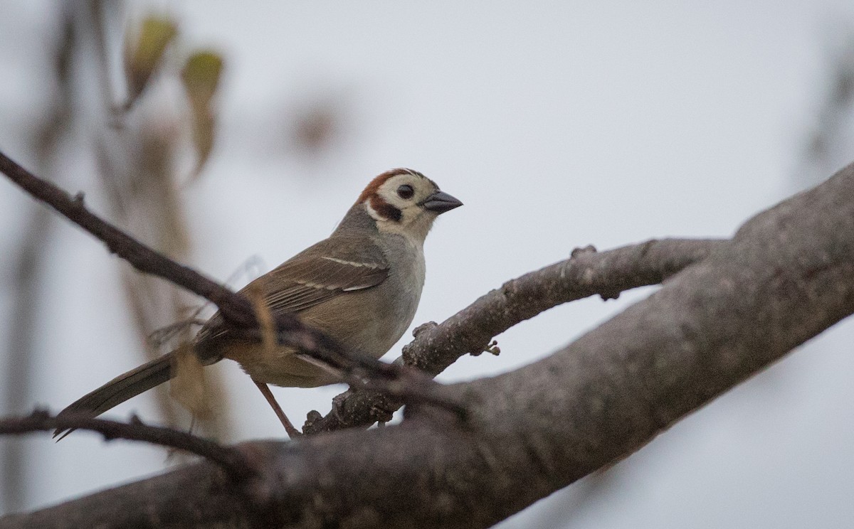 White-faced Ground-Sparrow - ML61515241