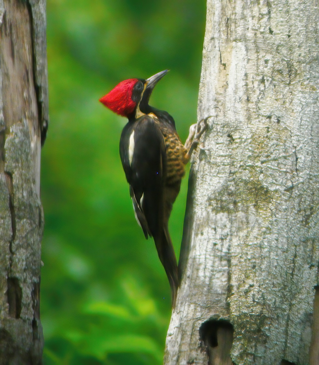 Lineated Woodpecker - ML615152429