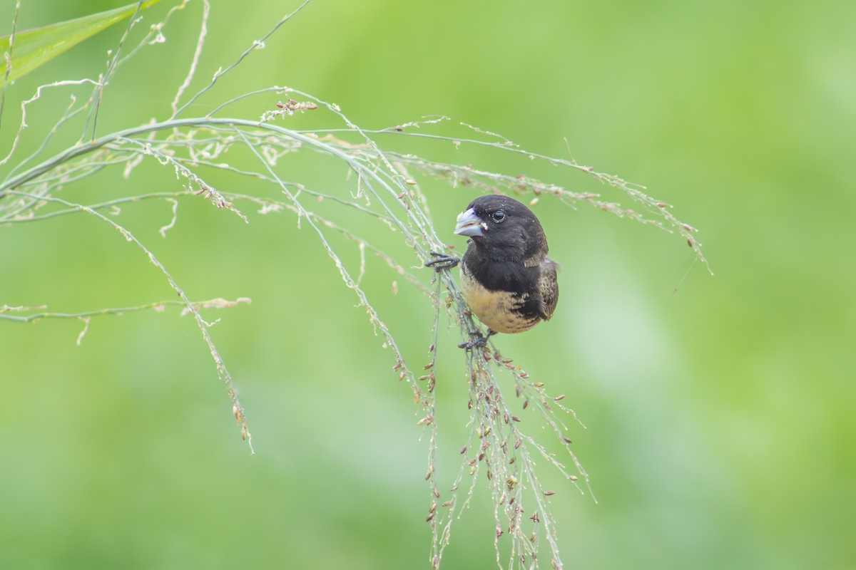 Yellow-bellied Seedeater - ML615152473