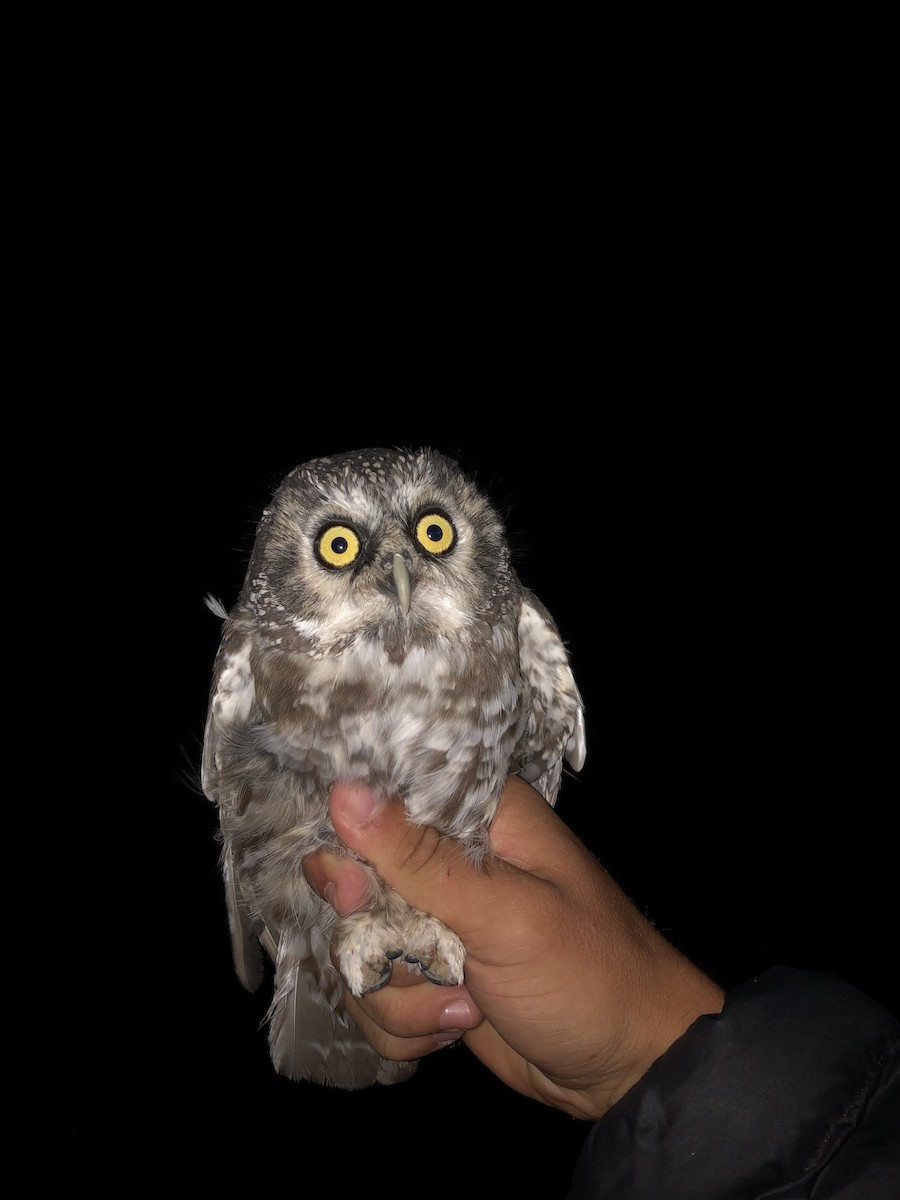 Boreal Owl - ML615152480
