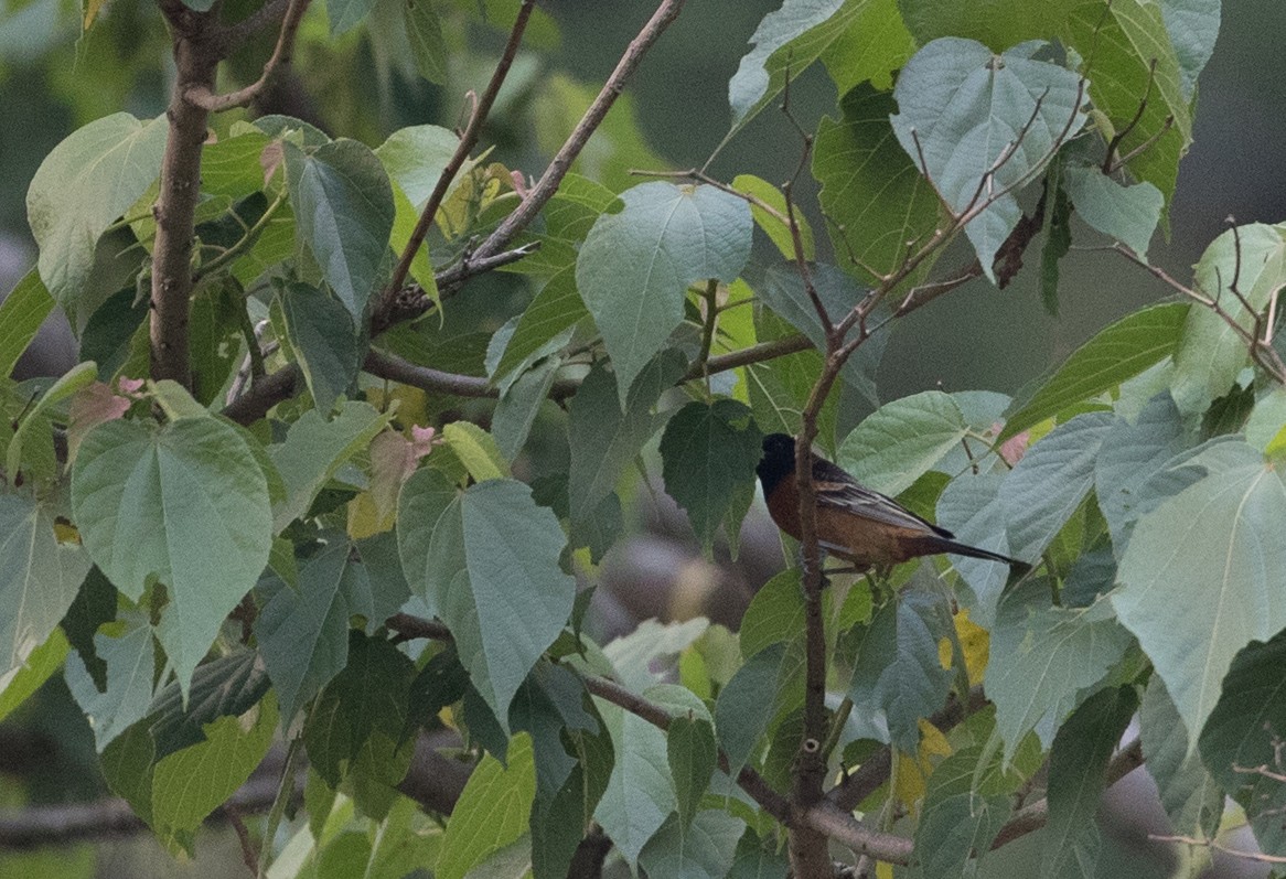 Orchard Oriole - ML61515251