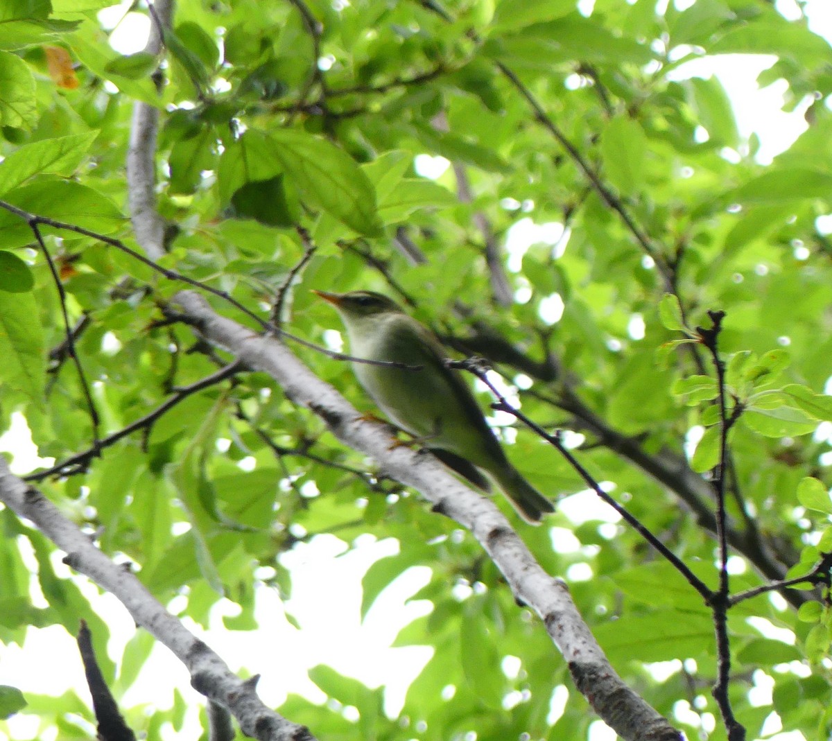 Kamchatka Leaf Warbler - ML615152842