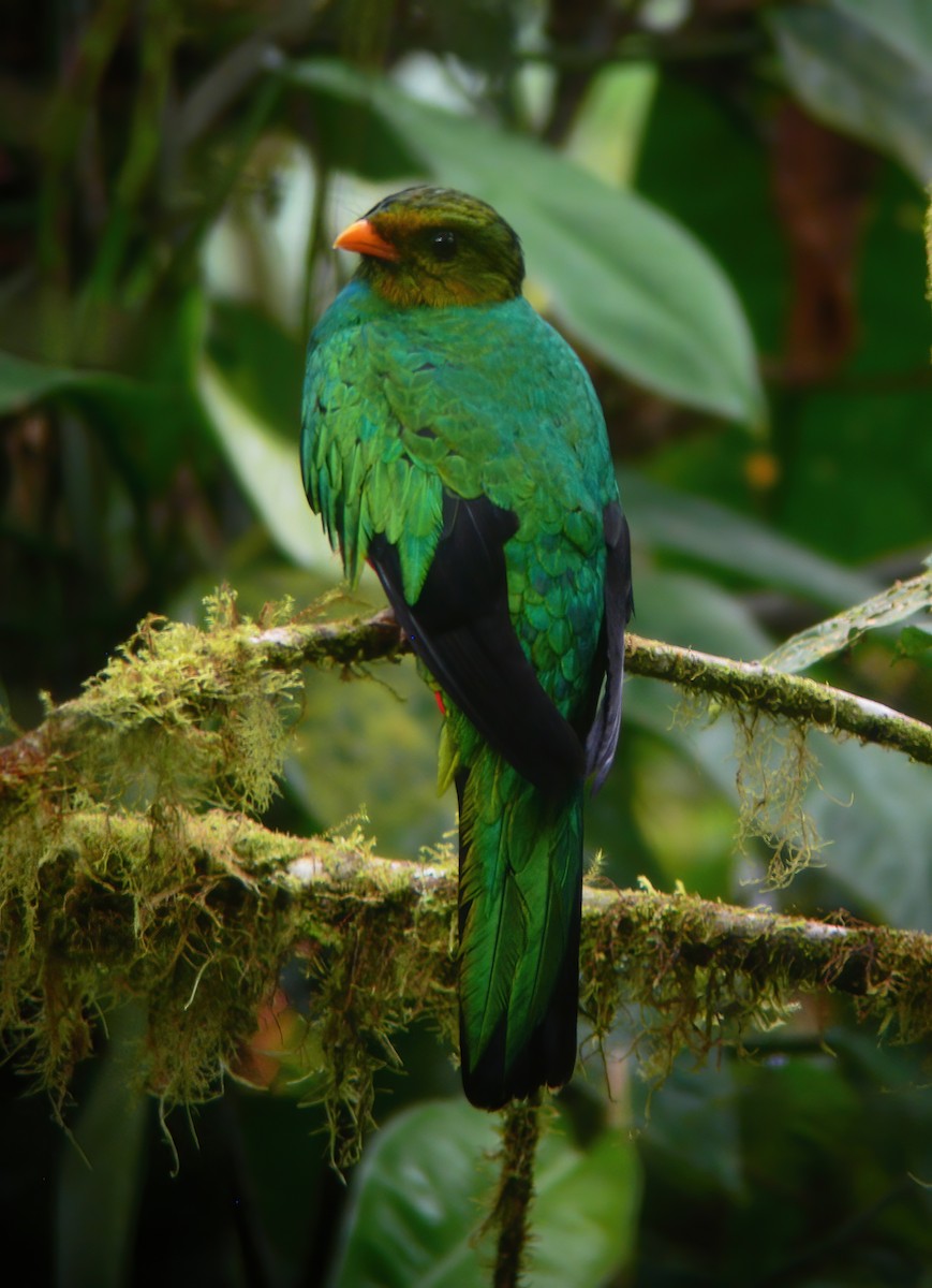 Golden-headed Quetzal - ML615153079