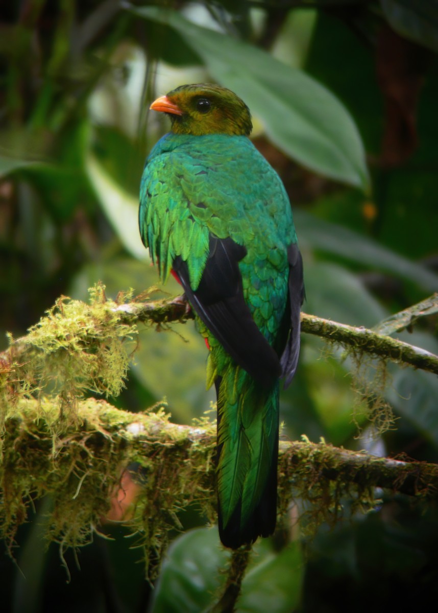 Golden-headed Quetzal - ML615153080