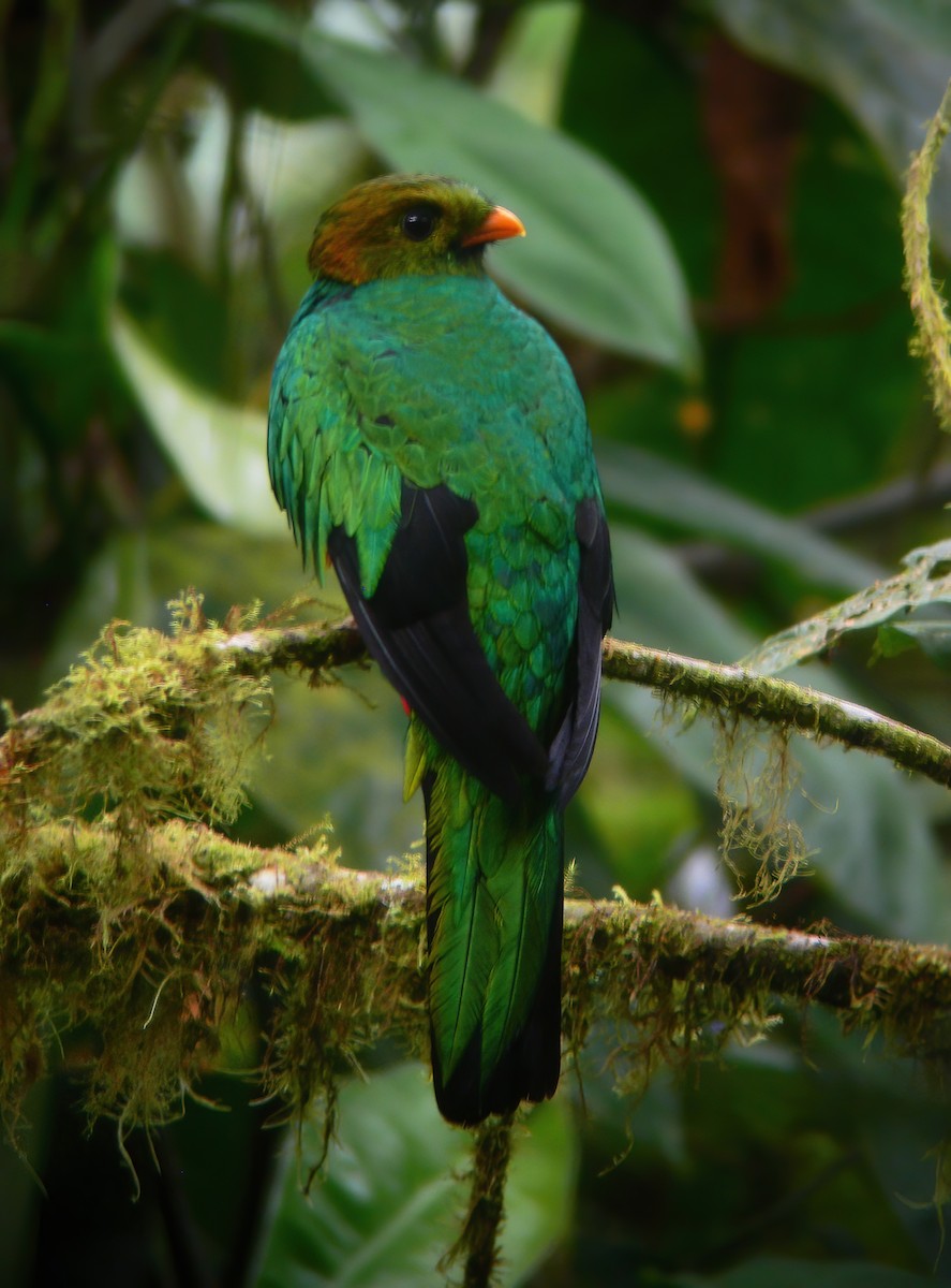 Golden-headed Quetzal - ML615153081