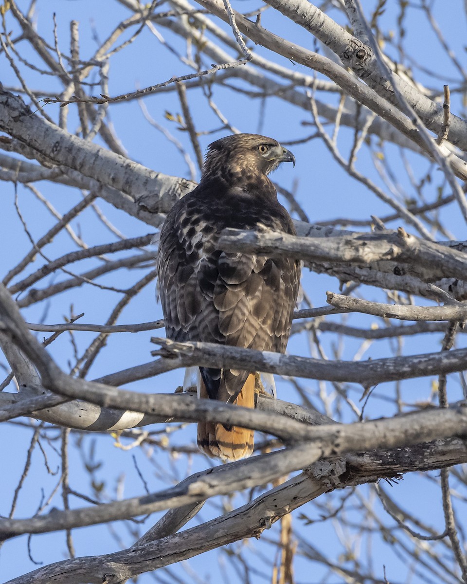 Red-tailed Hawk - ML615153161