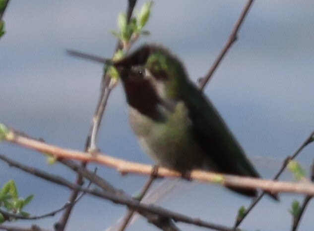 Anna's Hummingbird - ML615153193
