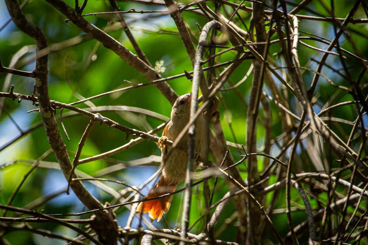 Crested Spinetail - ML615153314