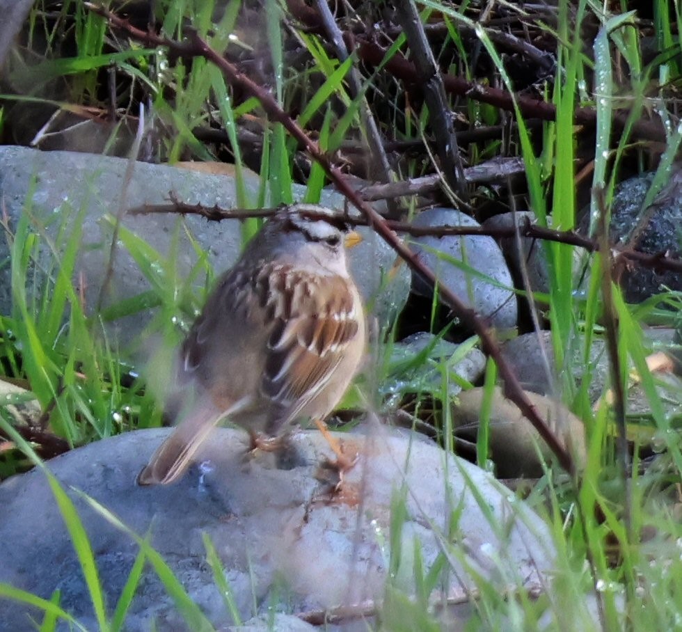 White-crowned Sparrow - ML615153356
