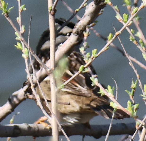 White-crowned Sparrow - ML615153357