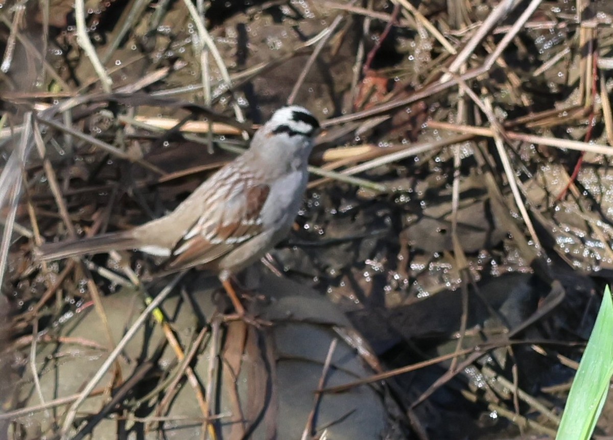 White-crowned Sparrow - ML615153359