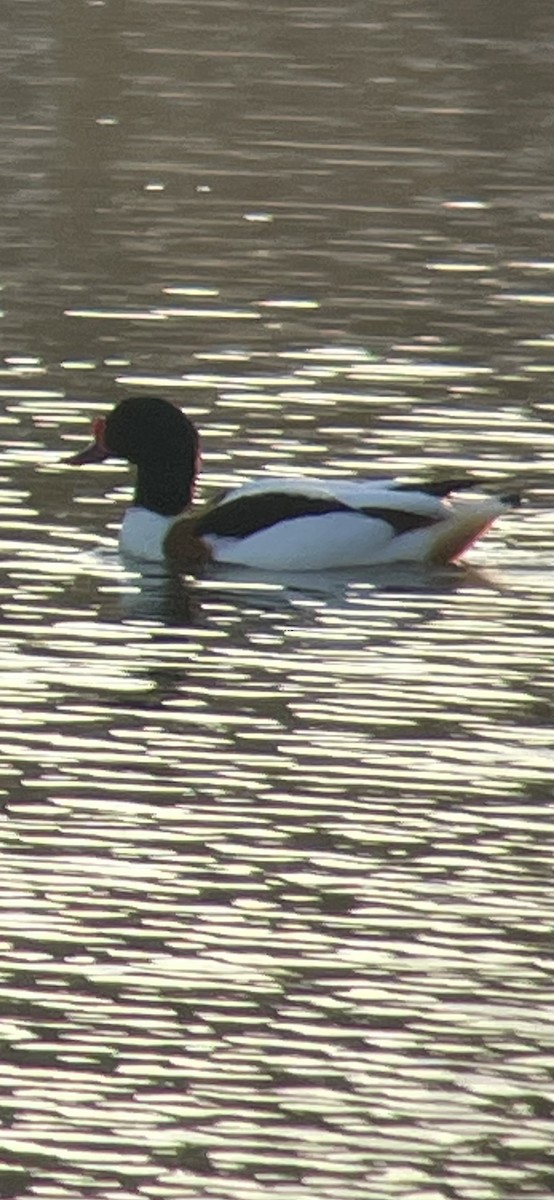 Pennsylvania Bird Atlas Checklist 21 Feb 2024 Lion S Lake Park   1200