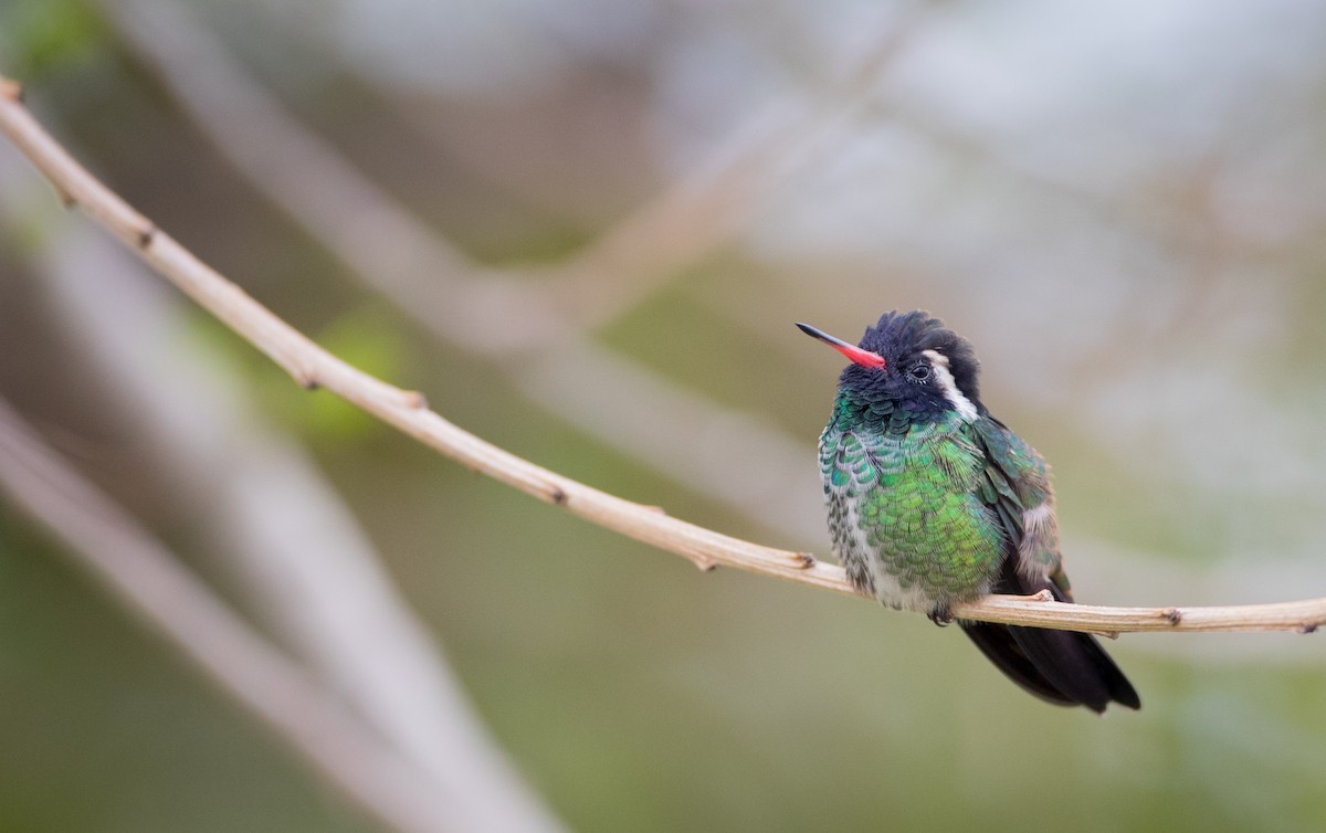 White-eared Hummingbird - Ian Davies